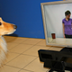 Image for article titled Can dogs tell when we're talking to them?
